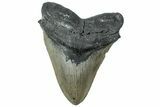 Serrated, Fossil Megalodon Tooth - North Carolina #311101-1